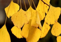 银杏树开始黄的时间 啥时候最适合观赏 有什么观赏地点