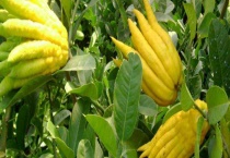 佛手树结果要多少年 佛手树的繁殖多久？