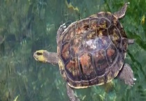 乌龟尾巴的作用是什么 乌龟的食物一般是什么？