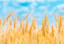 郑麦1342小麦品种特性