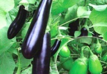 托鲁巴姆是什么植物