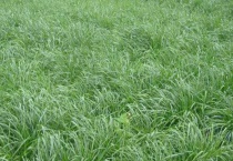 长草娃娃是什么草