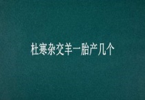 杜寒杂交羊一胎产几个