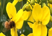 油菜花蜜的产地分布 营养价值有哪些？