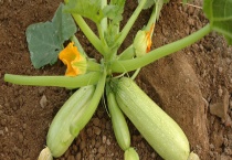 西葫芦种子价格及种植方法 西葫芦的病虫害防治