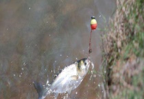 怎么钓白鲢 有哪些要点