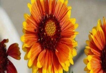 孔雀菊与万寿菊区别？