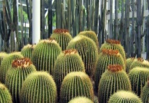 哪些植物可以在室内防辐射 防电脑辐射有哪些注意事项