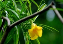 什么是黄花夹竹桃