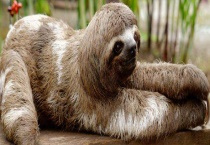 树懒和考拉的区别？ 科属、形态、产地和食性均不同