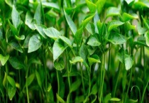 辣椒的种植技术与管理