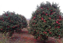 茶花树可以插枝栽培吗？