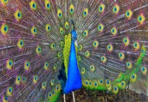 孔雀开屏是公的还是母的 开屏是求偶、防御和受惊的表现