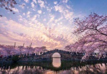 扬州樱花节什么时候