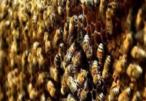 中蜂秋繁地区时间表及注意事项 附繁殖目的