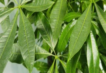 发财树的浇水方法 发财树的生长习性