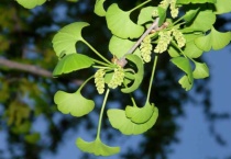 银杏公母区别？