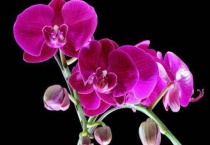 蝴蝶兰花苞干瘪还能恢复吗？