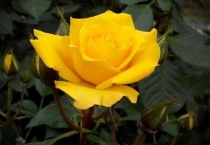 黄玫瑰花语的准确意思