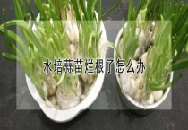 水培蒜苗烂根了怎么办？