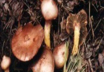 松茸菌能生吃吗 有什么营养成分