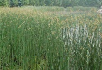 什么是花叶水葱