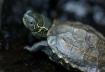 草龟能深水养吗？