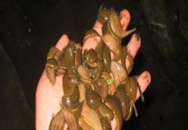 水蛭捕捉器怎么制作？有以下几种多久？