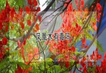 凤凰木有毒吗？