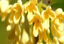 桂花树苗多少钱一棵 影响价格的因素有哪些？