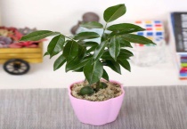 开心果绿植怎么养