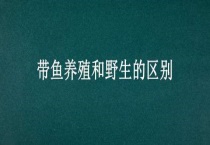 带鱼养殖和野生的区别？