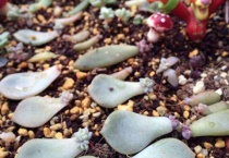 叶插刚出根要埋起来吗？