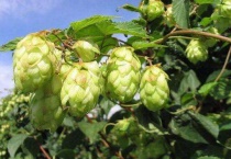 蛇麻花怎么开放