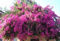 勒杜鹃是完全花吗？