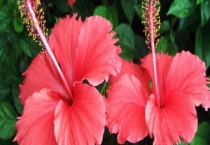 木芙蓉木槿和朱槿区别？