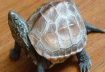 乌龟的越冬方法 乌龟该怎么养