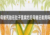 母猪死胎在肚子里腐烂后母猪还能用吗？