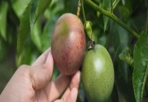 罗汉果能不能生吃 怎么泡水