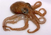 章鱼和八爪鱼的区别？