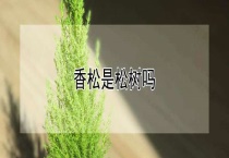 香松是松树吗？