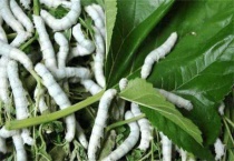 蚕只吃桑叶吗？