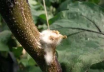 树上长白色像发霉是什么原因？