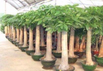 发财树流出粘液没生虫怎么回事