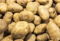 秋土豆种植时间与技术