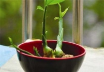 姜什么时间种 什么时间收