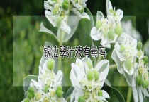 银边翠汁液有毒吗？