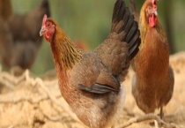 鸡球虫病发病有多么症状 有什么防治方法吗？