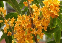 沉香桂是什么桂花品种