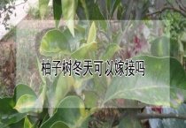 柚子树冬天可以嫁接吗？
